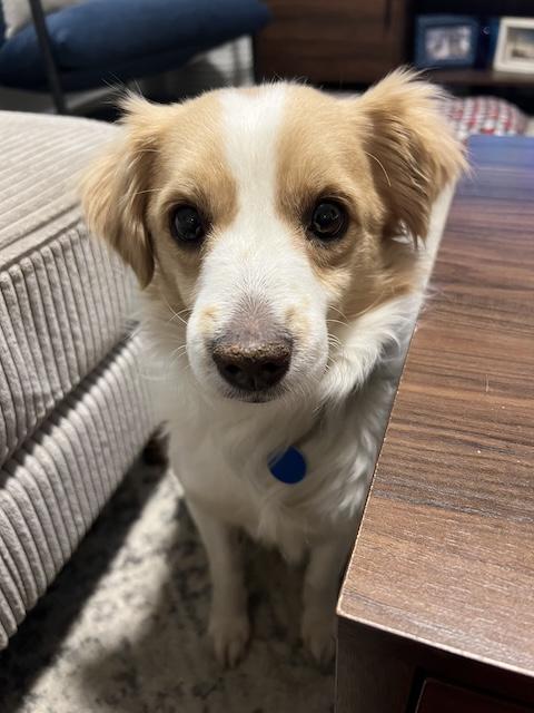 Baggins, a ADOPTABLE mixed breed in Denver, CO image 2/4