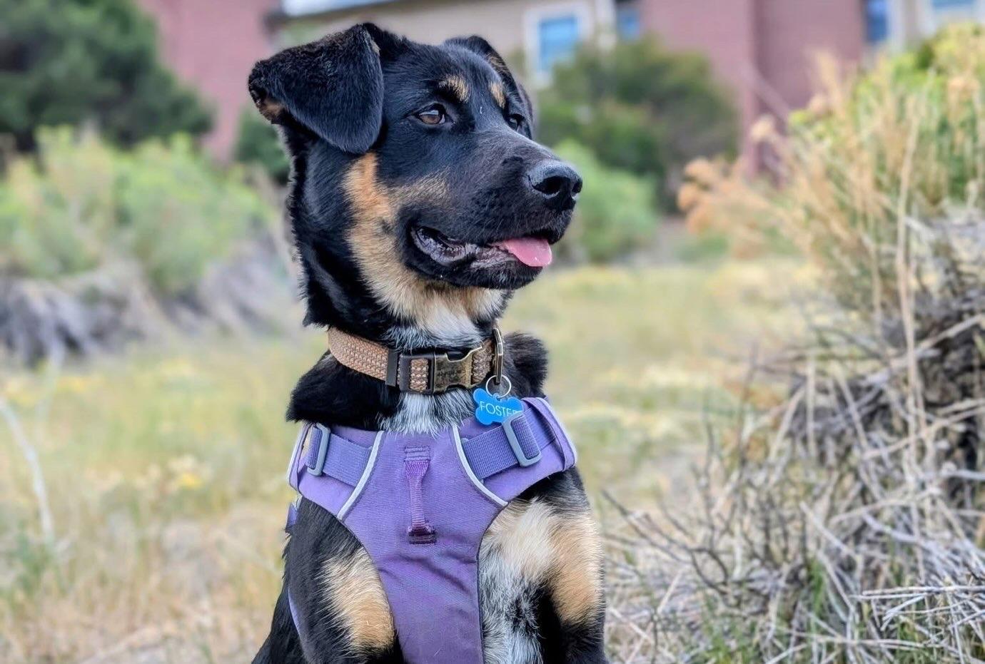 Enlarge Honey Badger, a ADOPTABLE mixed breed in Denver, CO image 2/4