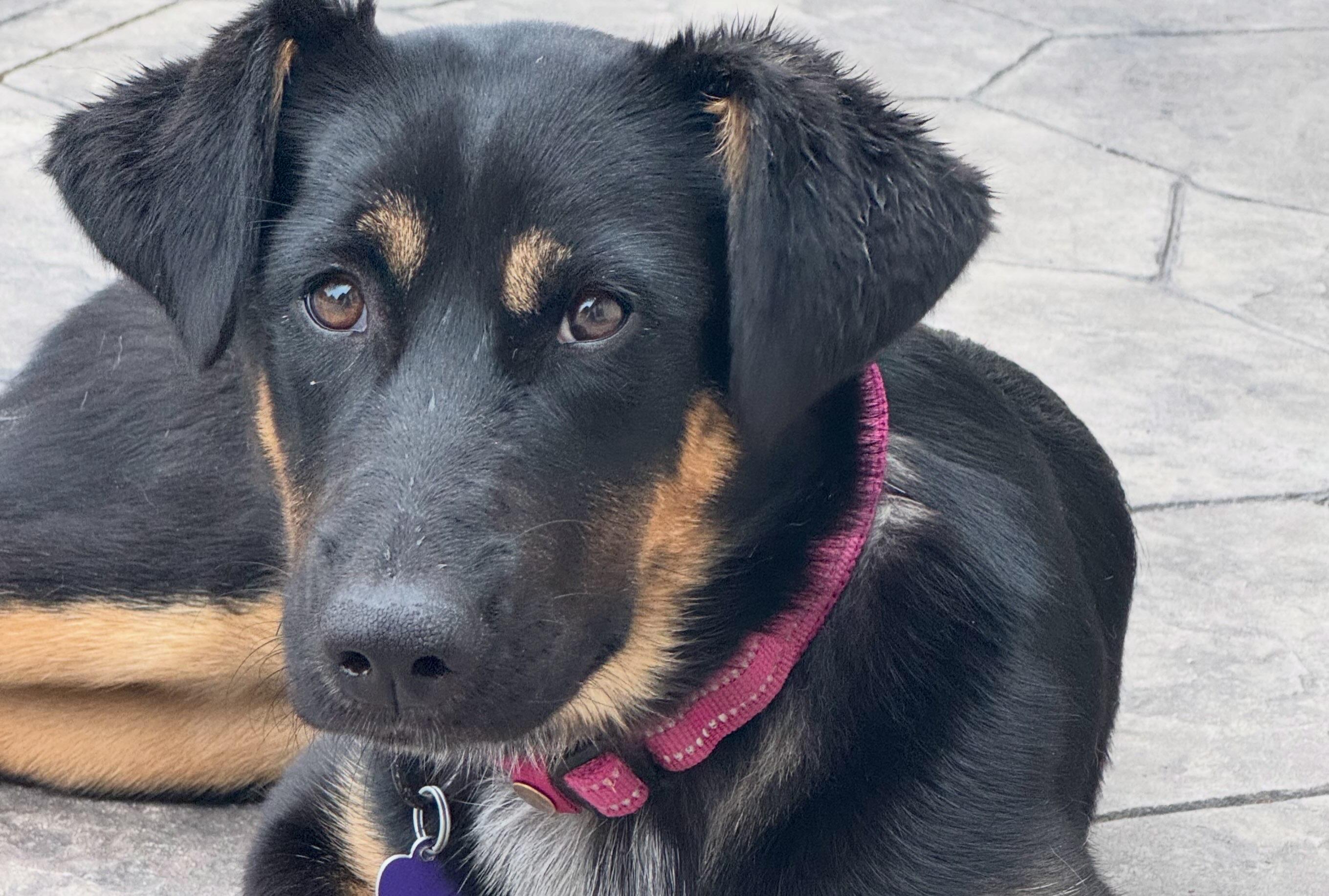 Honey Badger, ADOPTABLE, Puppy Female Australian Shepherd & Shepherd.