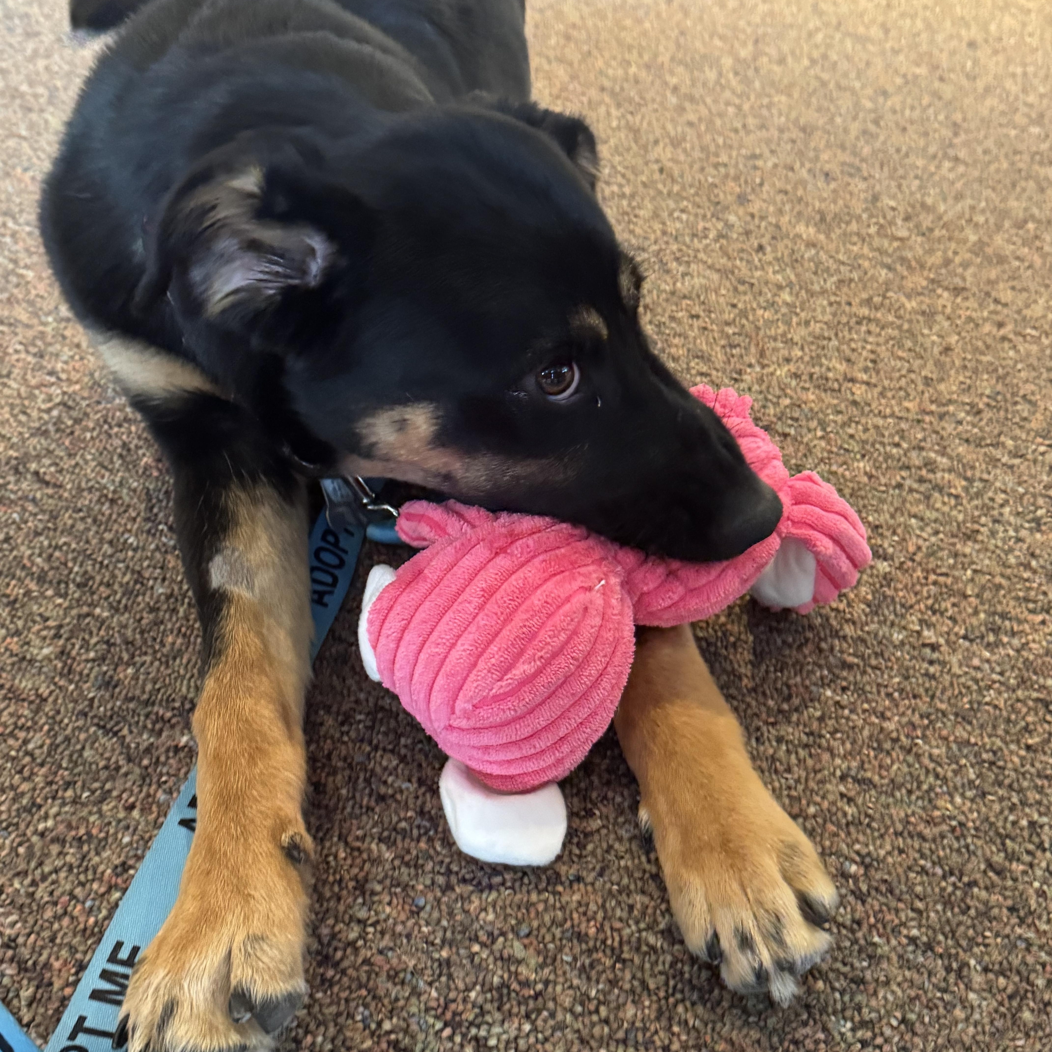 Enlarge Honey Badger, a ADOPTABLE mixed breed in Denver, CO image 3/4