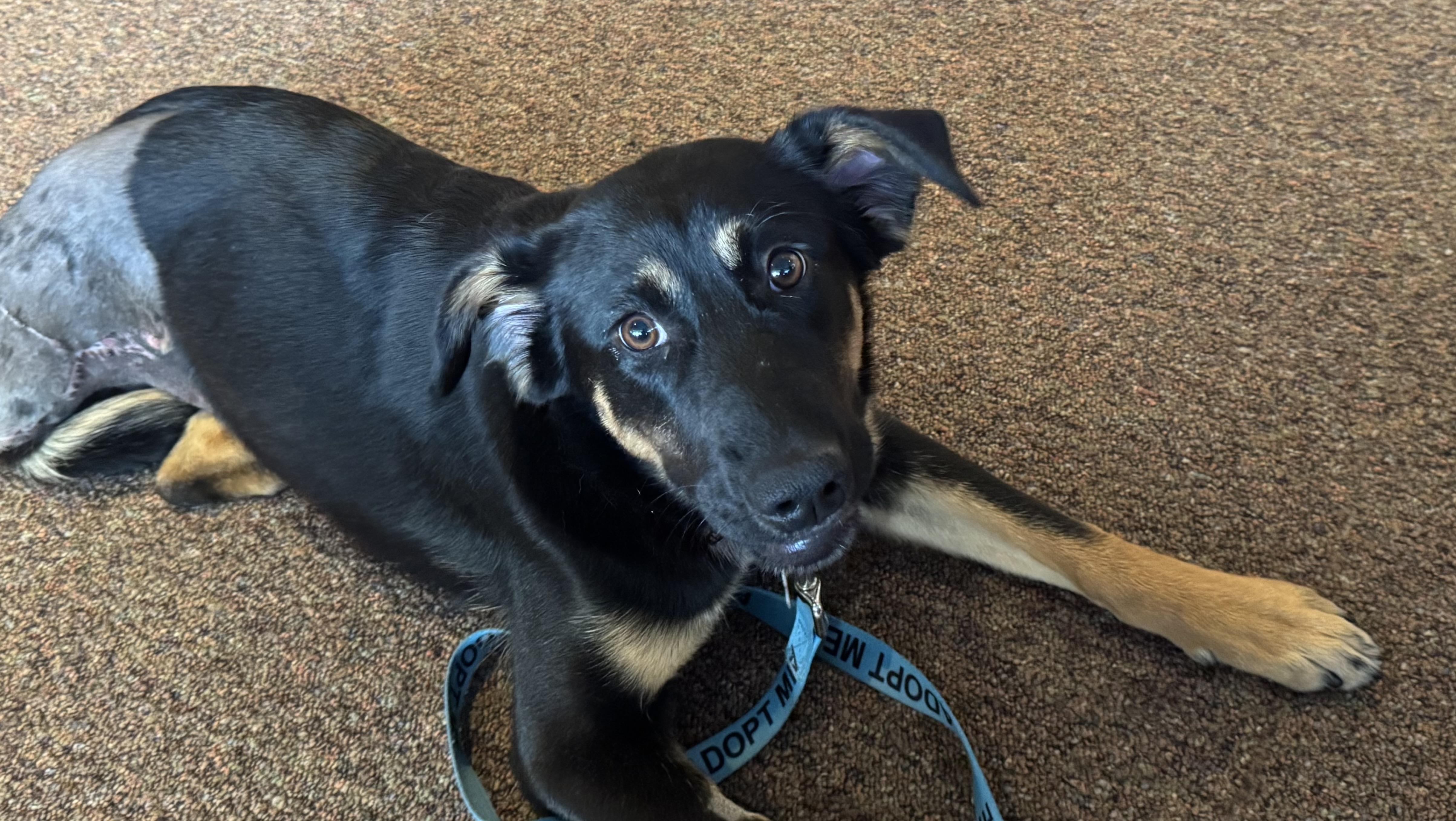 Enlarge Honey Badger, a ADOPTABLE mixed breed in Denver, CO image 4/4