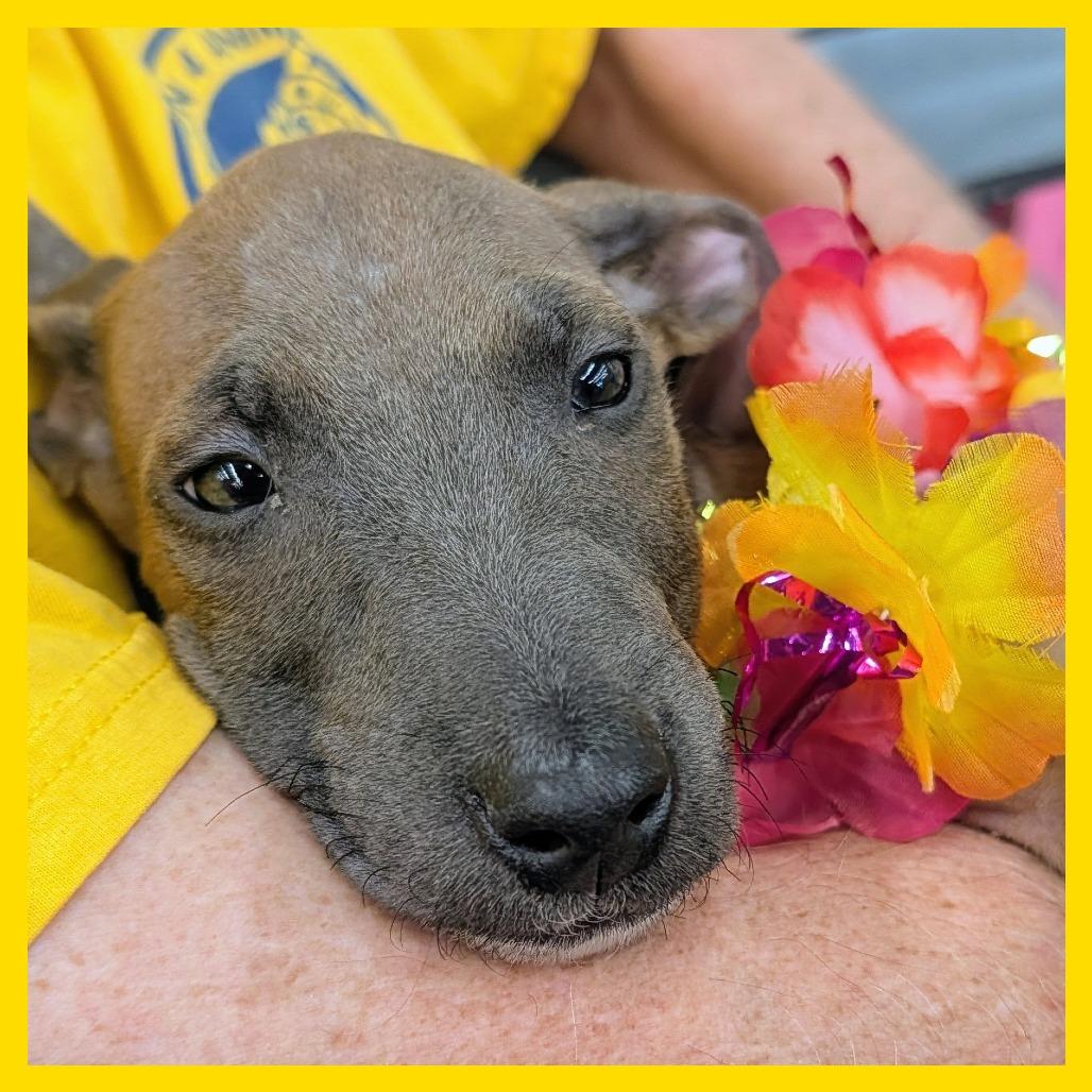 Gizmo, a Adoptable Mixed Breed in Volcano, HI image 1/6