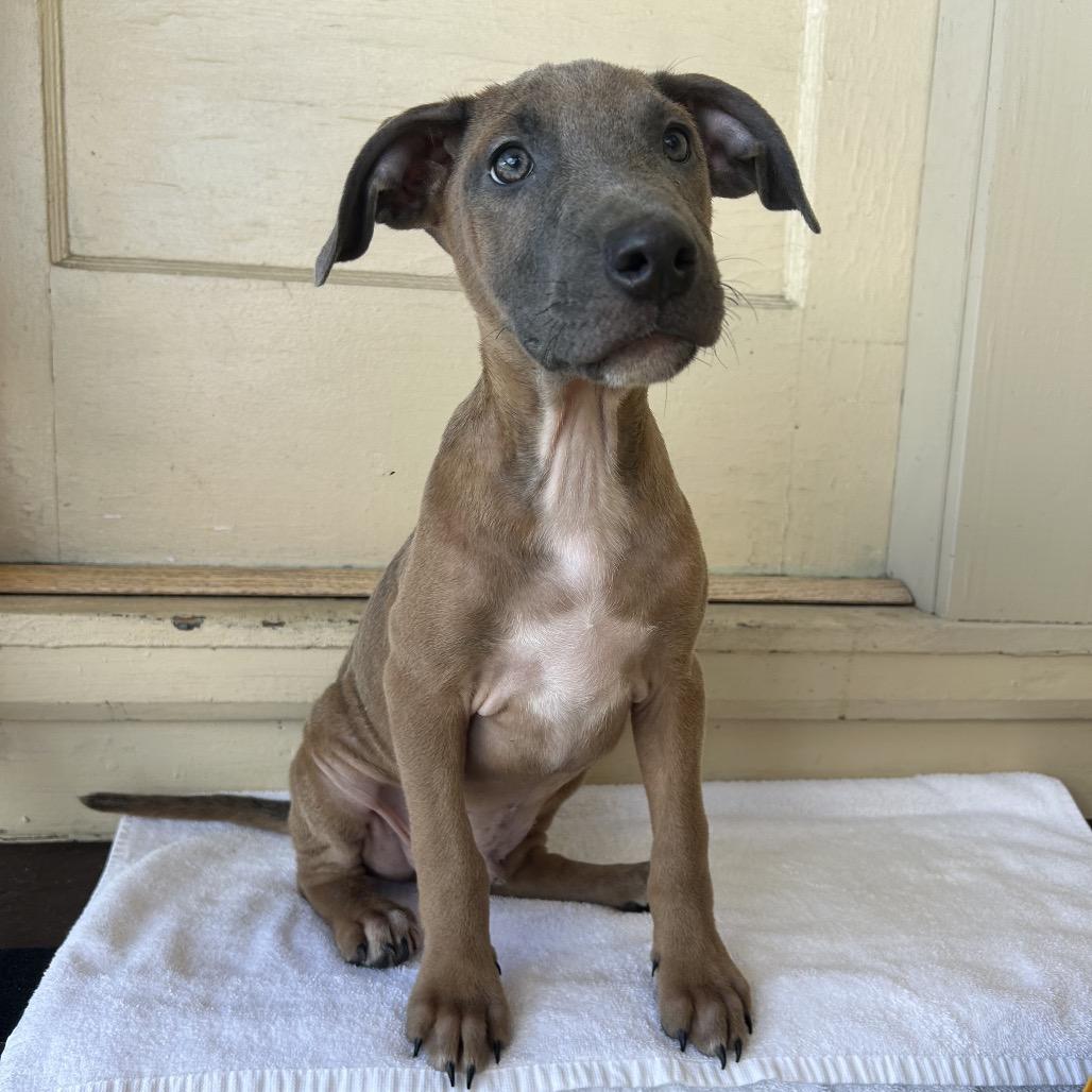 Gizmo, a Adoptable Mixed Breed in Volcano, HI image 2/6