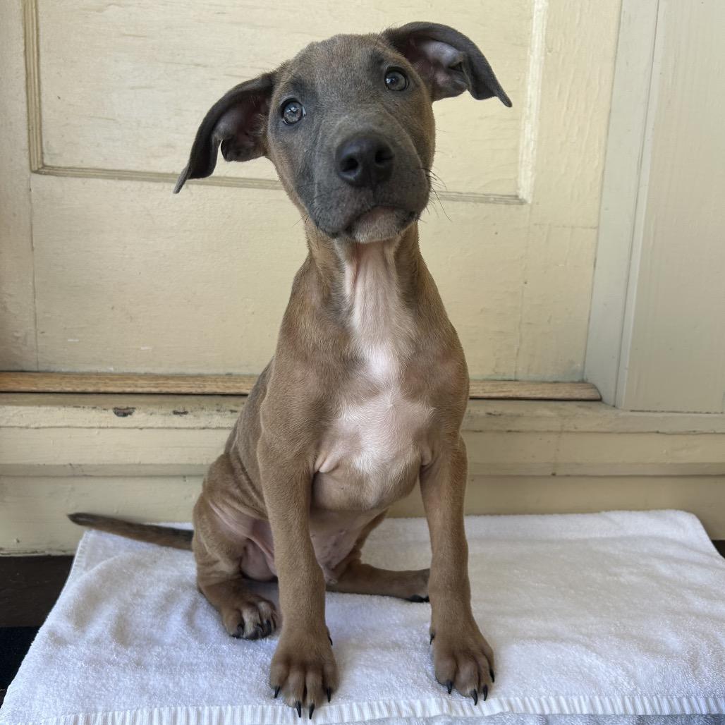 Gizmo, a Adoptable Mixed Breed in Volcano, HI image 3/6