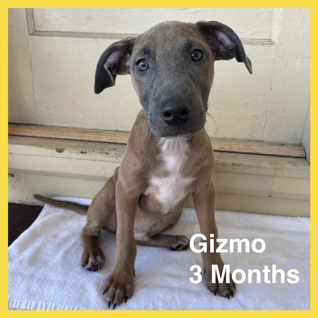 Gizmo, a Adoptable Mixed Breed in Volcano, HI image 4/6