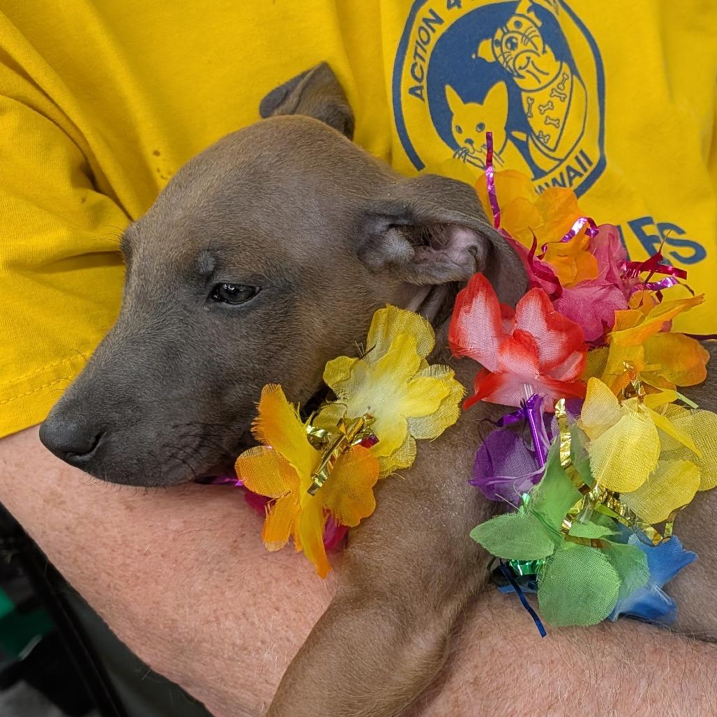 Gizmo, a Adoptable Mixed Breed in Volcano, HI image 5/6