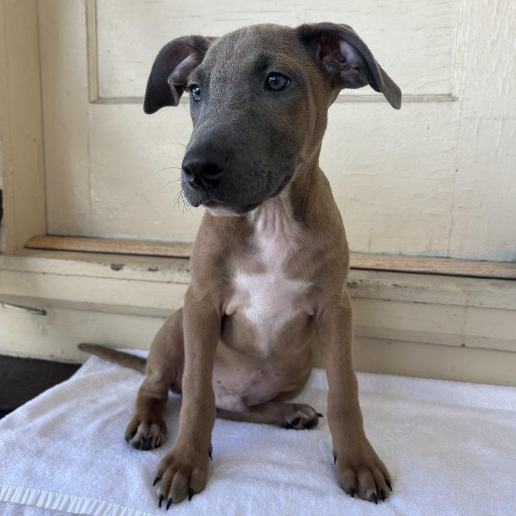 Gizmo, a Adoptable Mixed Breed in Volcano, HI image 6/6