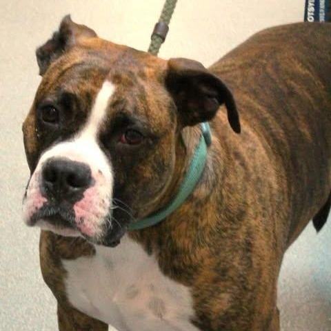 Enlarge 26-00485 CAESAR, an adopted mixed breed in Fredericksburg, VA image 2/2