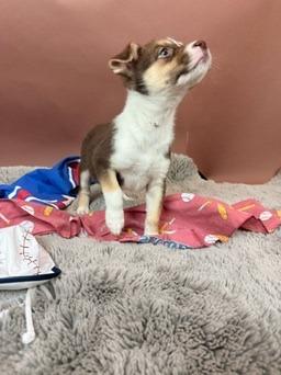 Cardinal, Adoptable, Puppy Female Basenji & Australian Shepherd.
