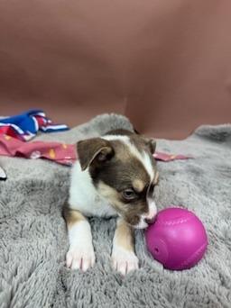 Cardinal, a Adoptable mixed breed in Phoenix, AZ image 2/6