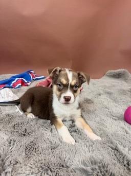 Cardinal, a Adoptable mixed breed in Phoenix, AZ image 3/6