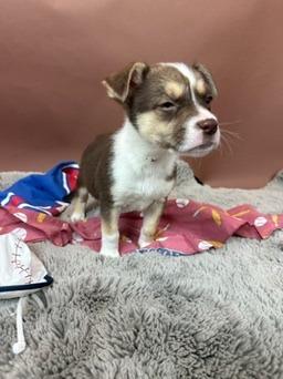 Cardinal, a Adoptable mixed breed in Phoenix, AZ image 4/6