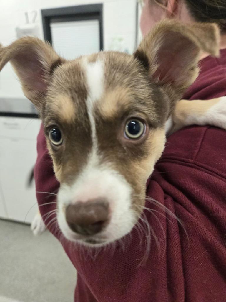 Cardinal, a Adoptable mixed breed in Phoenix, AZ image 5/6