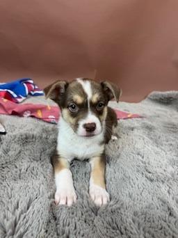 Cardinal, a Adoptable mixed breed in Phoenix, AZ image 6/6