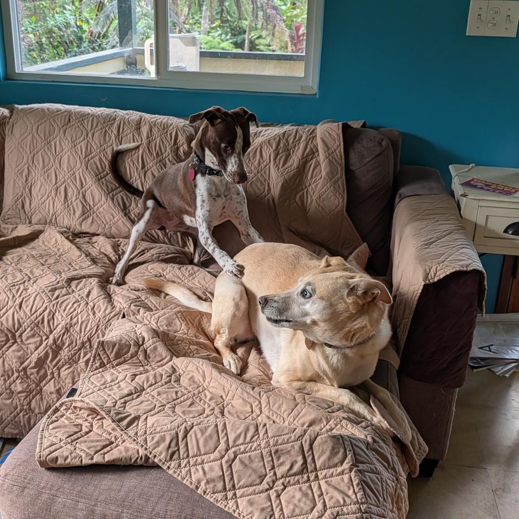 Daisy, Adoptable, Young Female Mixed Breed.