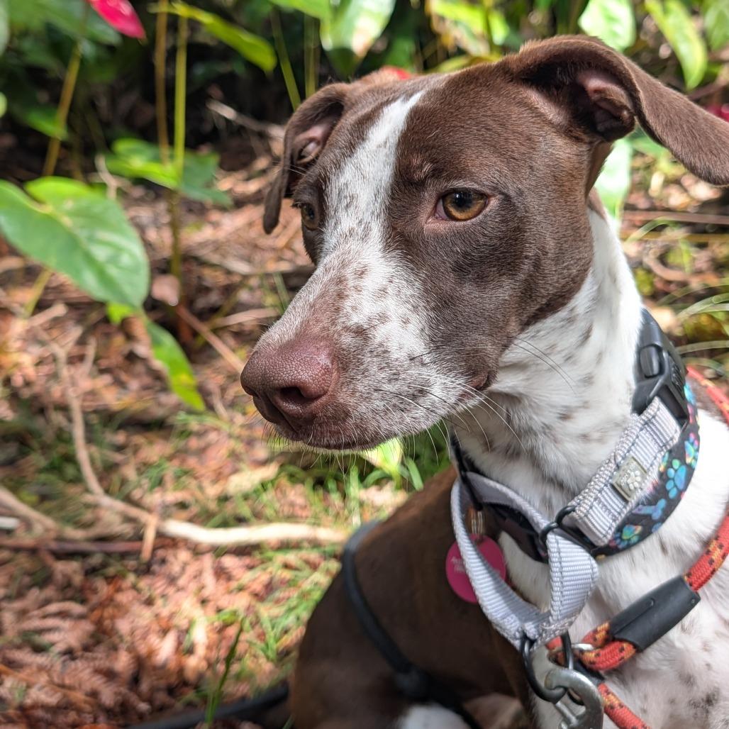 Enlarge Daisy, a Adoptable Mixed Breed in Volcano, HI image 2/6