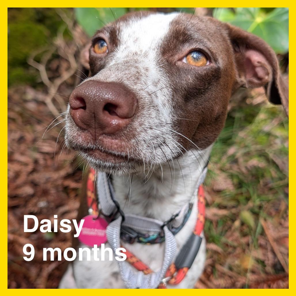 Enlarge Daisy, a Adoptable Mixed Breed in Volcano, HI image 3/6
