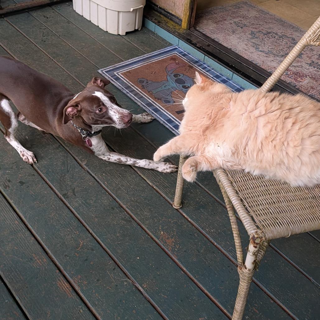 Enlarge Daisy, a Adoptable Mixed Breed in Volcano, HI image 4/6