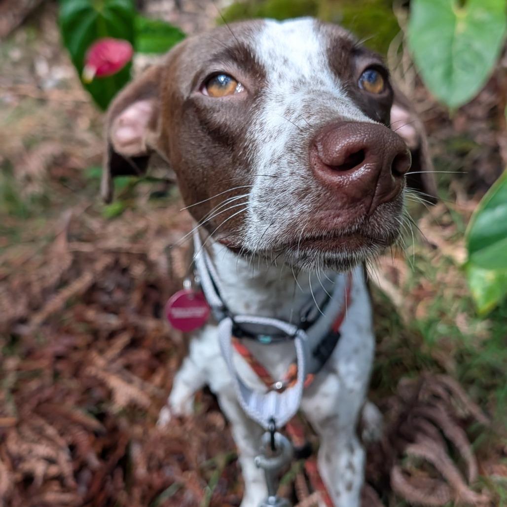 Enlarge Daisy, a Adoptable Mixed Breed in Volcano, HI image 6/6