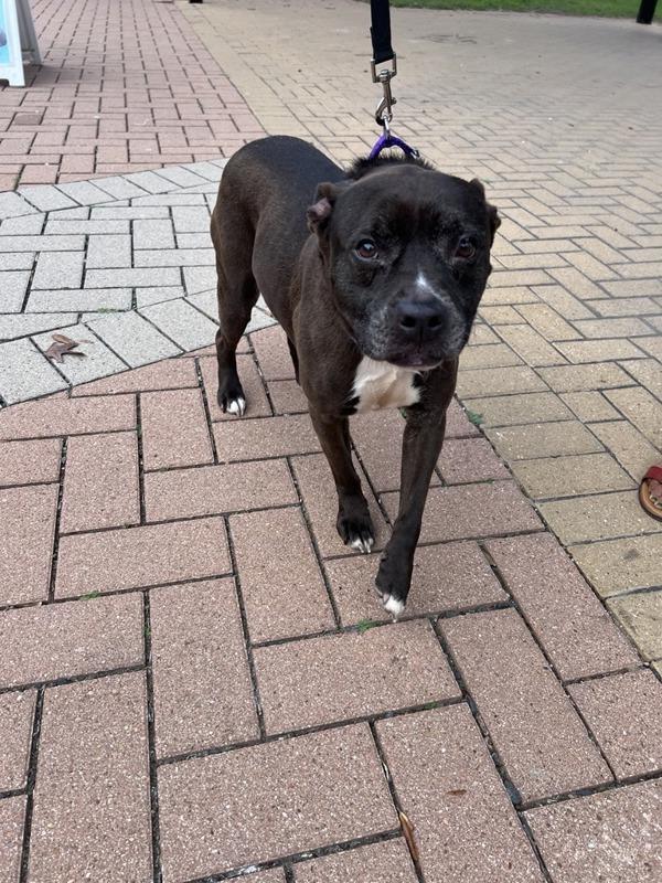 Griselda, Adoptable, Adult Female Pit Bull Terrier.