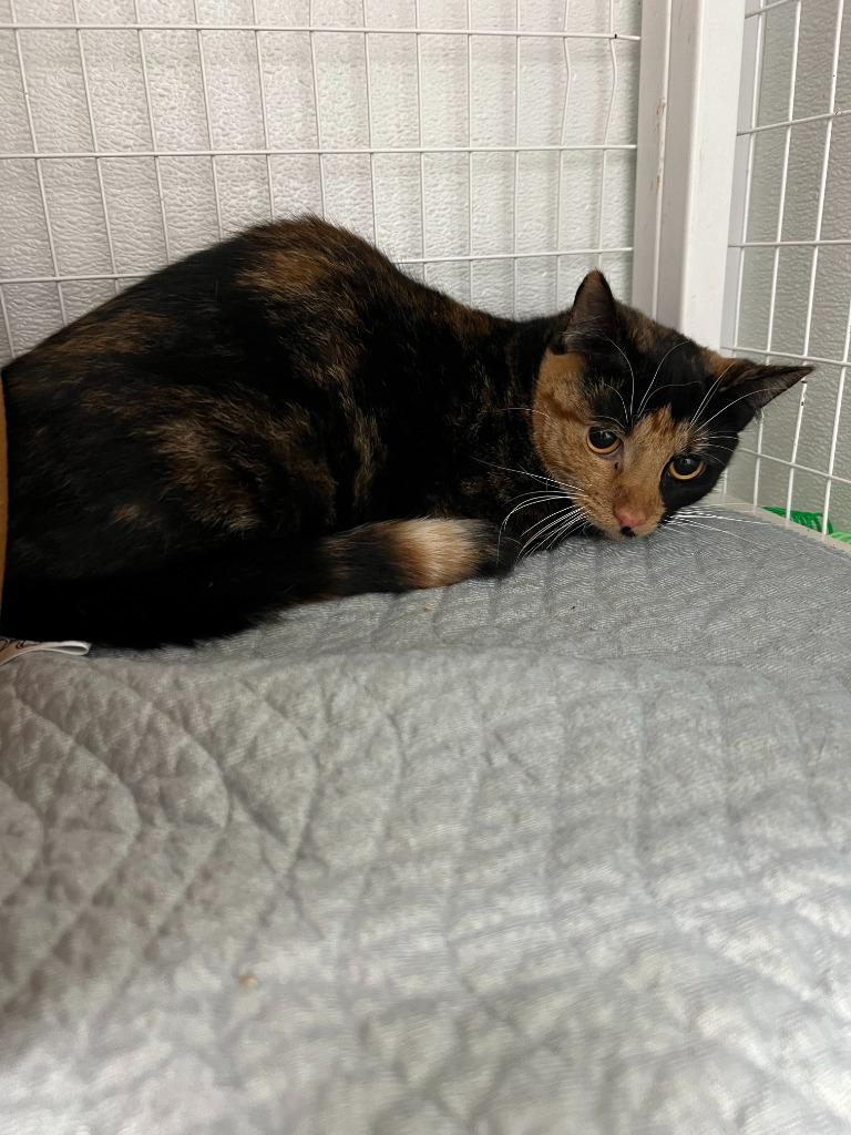 Cutie Pie, Adoptable, Young Female Domestic Short Hair.