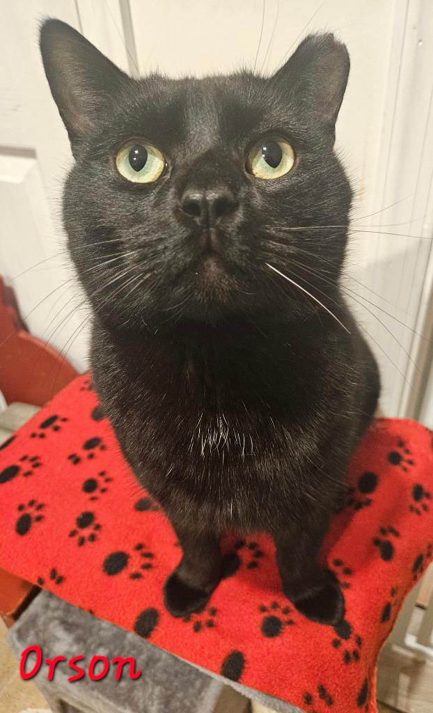 Orson, a Adoptable mixed breed in Parkville, MD image 1/4