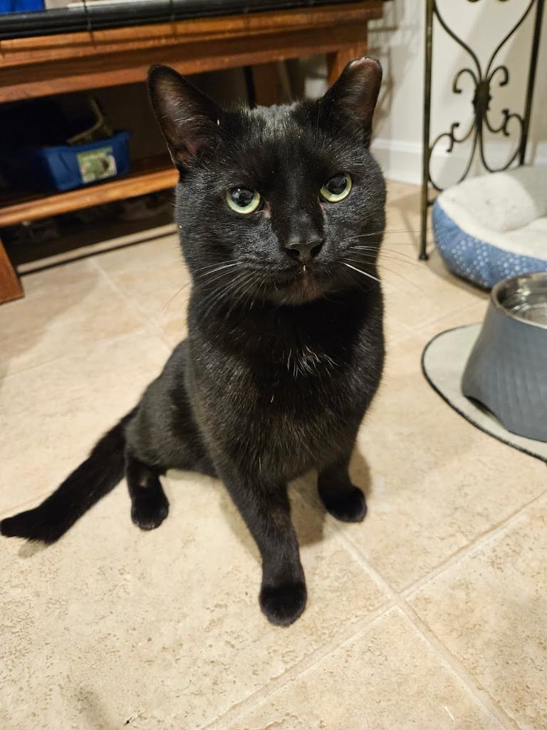 Orson, a Adoptable mixed breed in Parkville, MD image 2/4