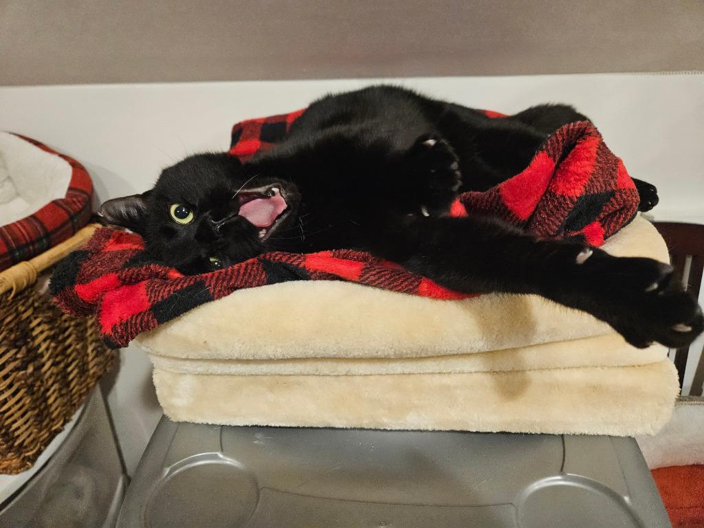 Orson, a Adoptable mixed breed in Parkville, MD image 3/4