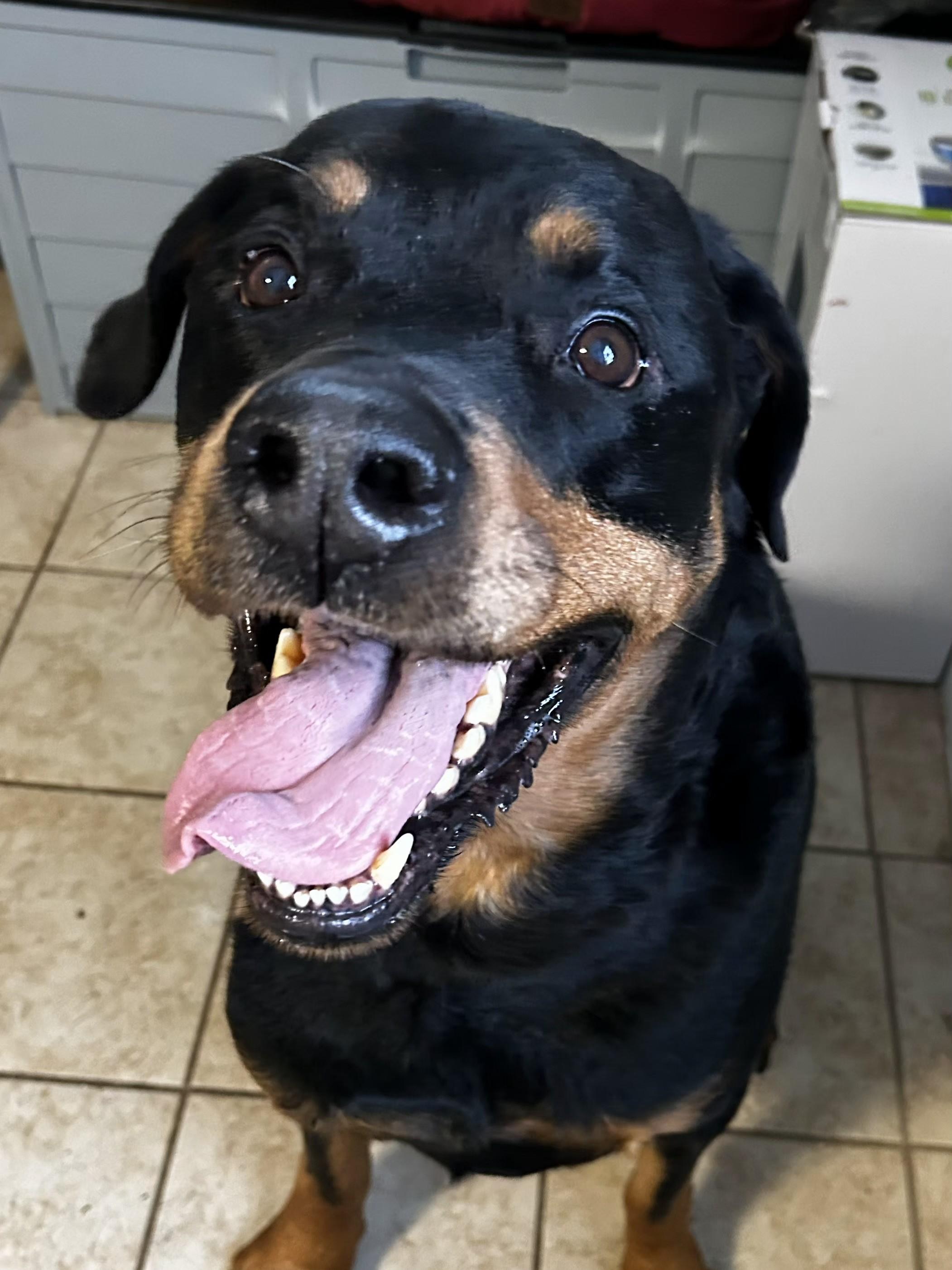 Enlarge Zeus, a ADOPTABLE Rottweiler in Brunswick, OH image 3/6