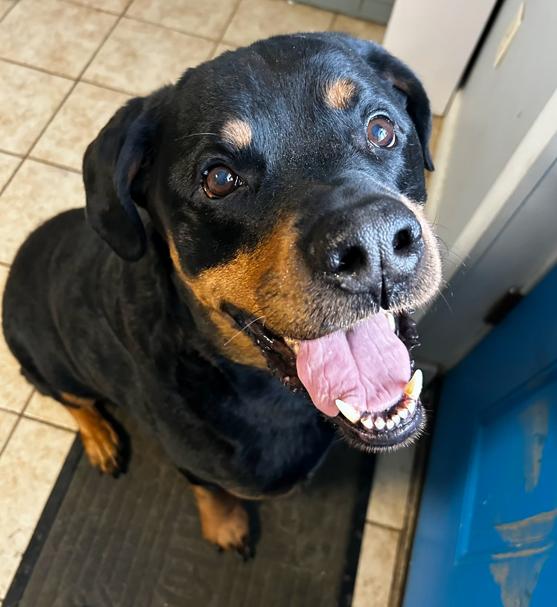 Zeus, ADOPTABLE, Senior Male Rottweiler.