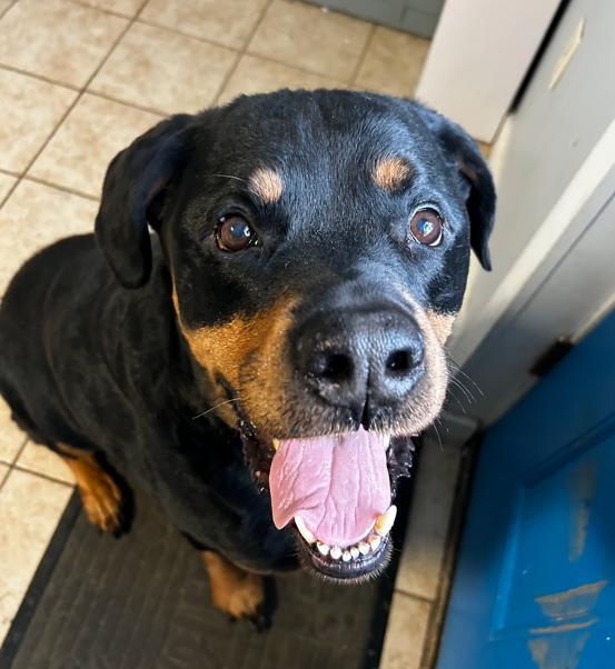 Enlarge Zeus, a ADOPTABLE Rottweiler in Brunswick, OH image 2/6