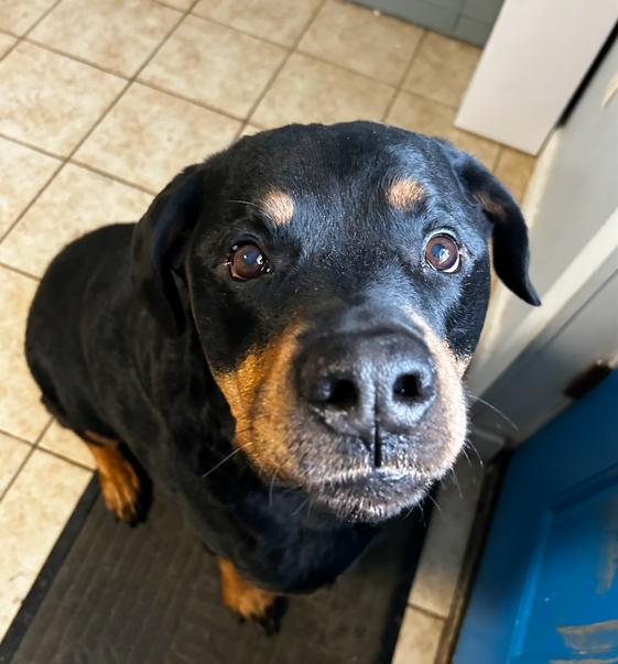 Enlarge Zeus, a ADOPTABLE Rottweiler in Brunswick, OH image 4/6
