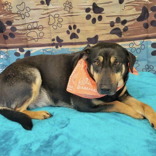 Cinder, Adoptable, Young Female Shepherd & Mixed Breed.