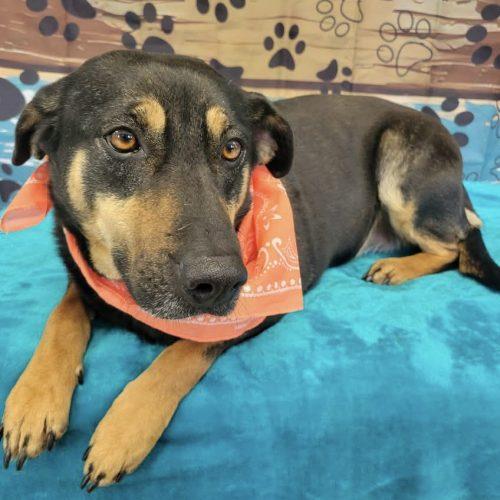 Enlarge Cinder, a Adoptable mixed breed in Leesburg, AL image 3/5