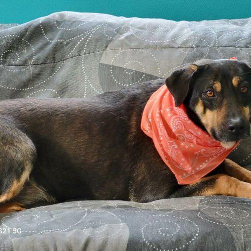 Enlarge Cinder, a Adoptable mixed breed in Leesburg, AL image 4/5