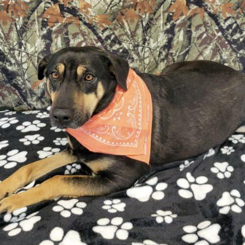 Enlarge Cinder, a Adoptable mixed breed in Leesburg, AL image 5/5