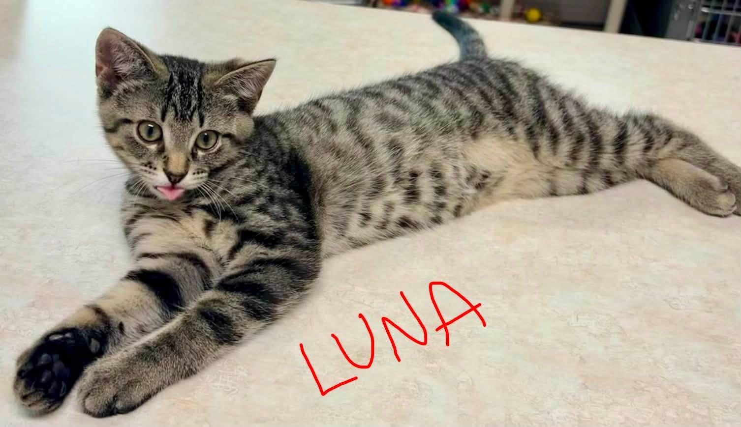 Luna, Adoptable, Young Female Domestic Short Hair.