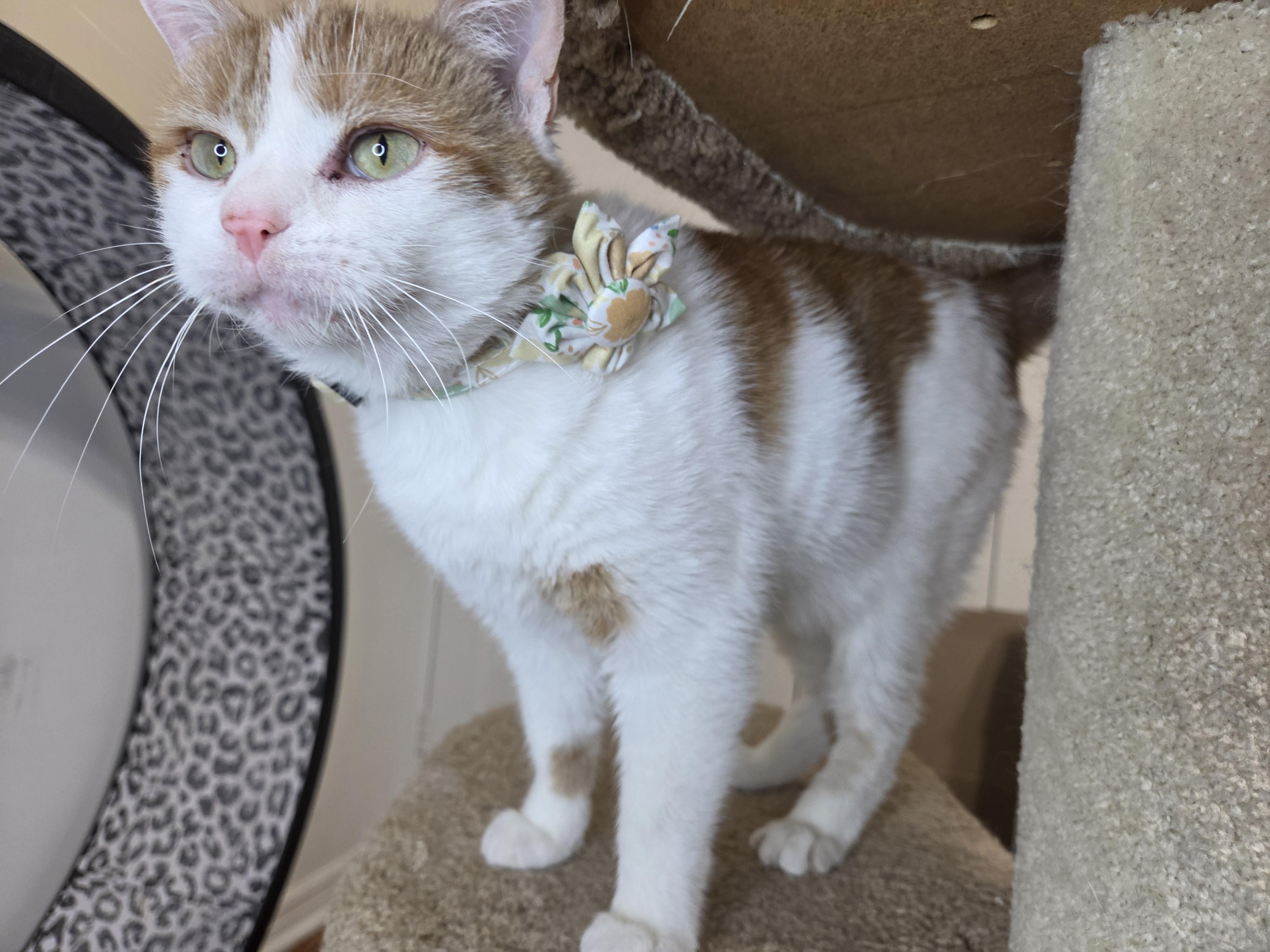 Enlarge Pineapple, an adoptable Domestic Short Hair in West Lafayette, IN image 5/5