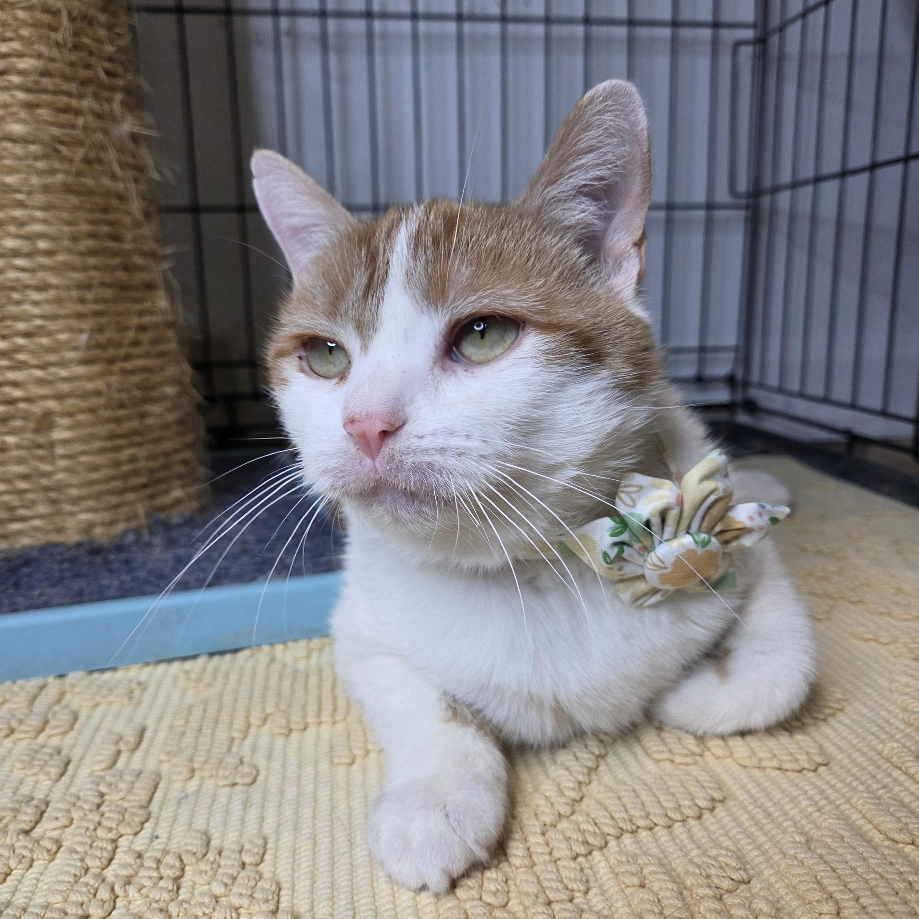 Enlarge Pineapple, an adoptable Domestic Short Hair in West Lafayette, IN image 1/5