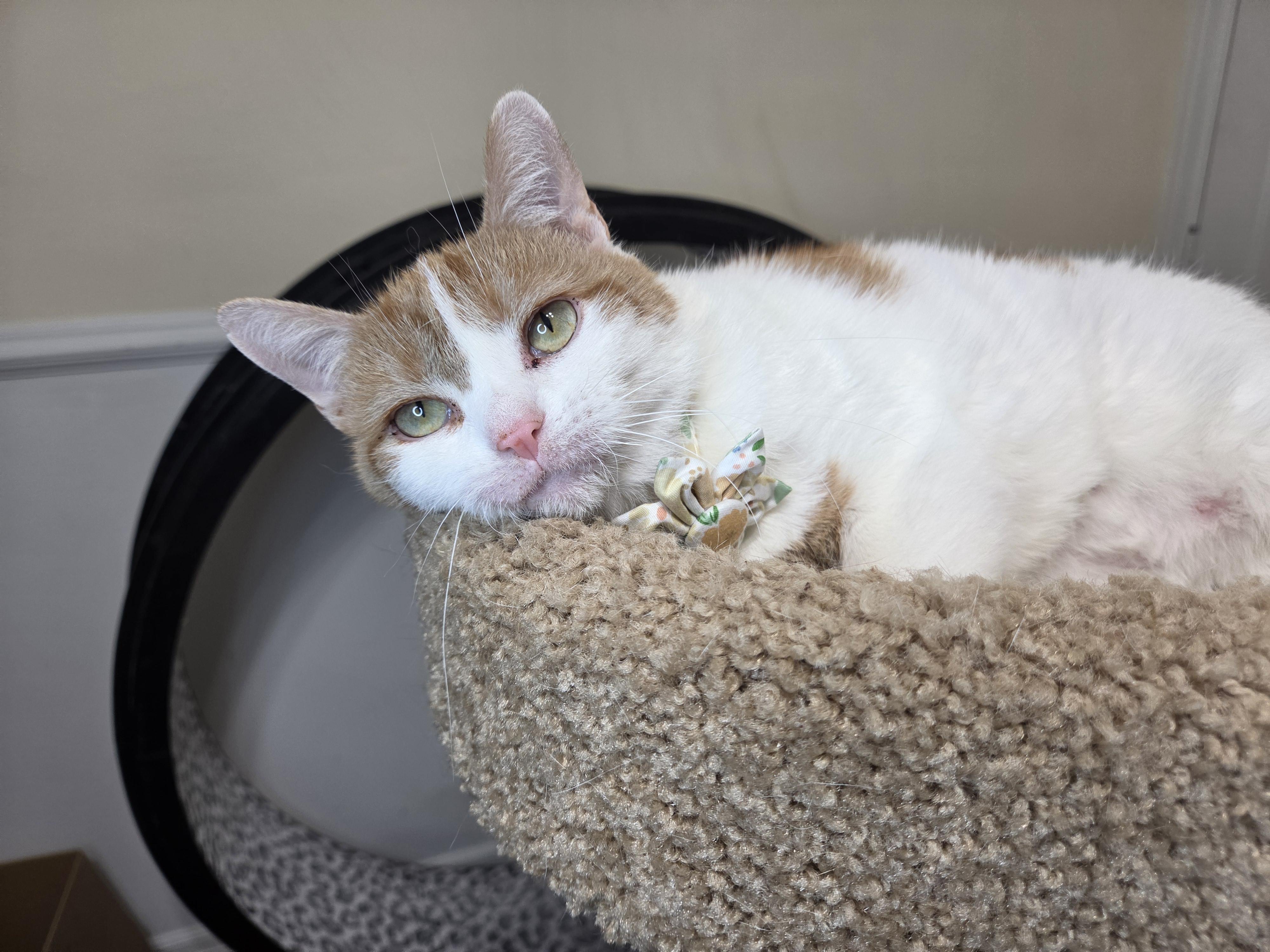 Enlarge Pineapple, an adoptable Domestic Short Hair in West Lafayette, IN image 4/5