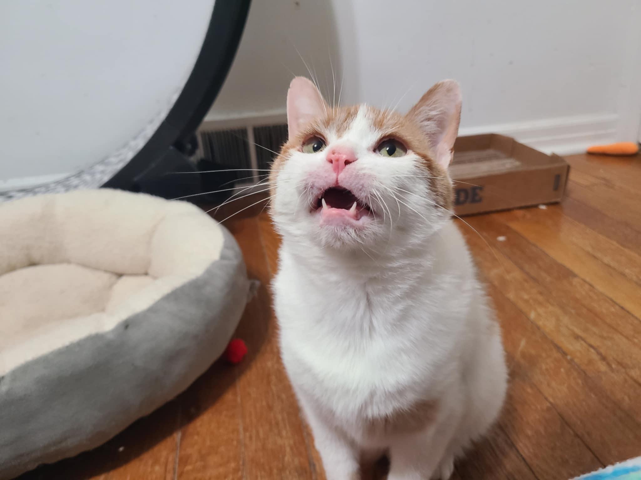 Pineapple, a Adoptable Domestic Short Hair in West Lafayette, IN image 1/5