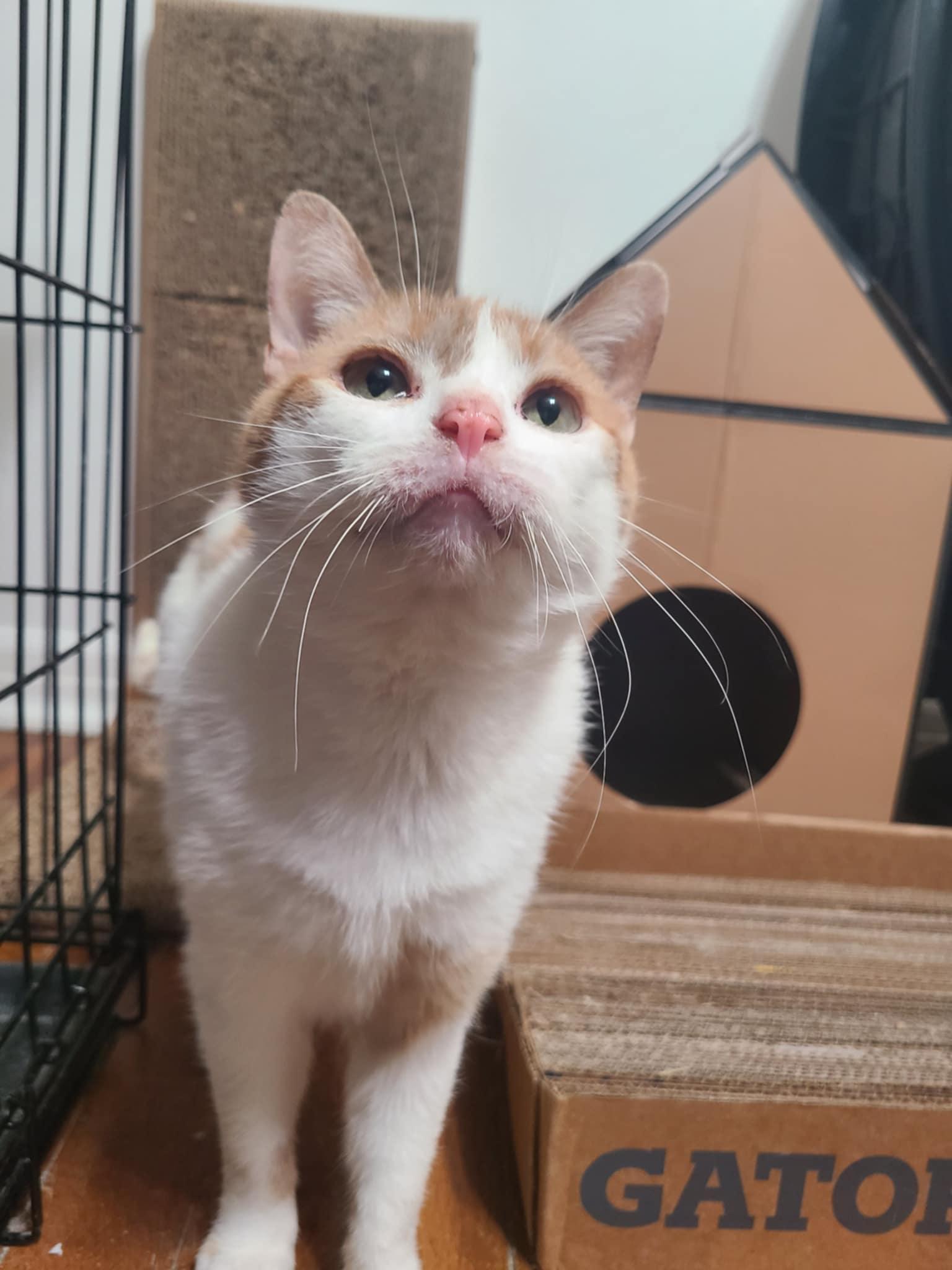 Pineapple, a Adoptable Domestic Short Hair in West Lafayette, IN image 2/5