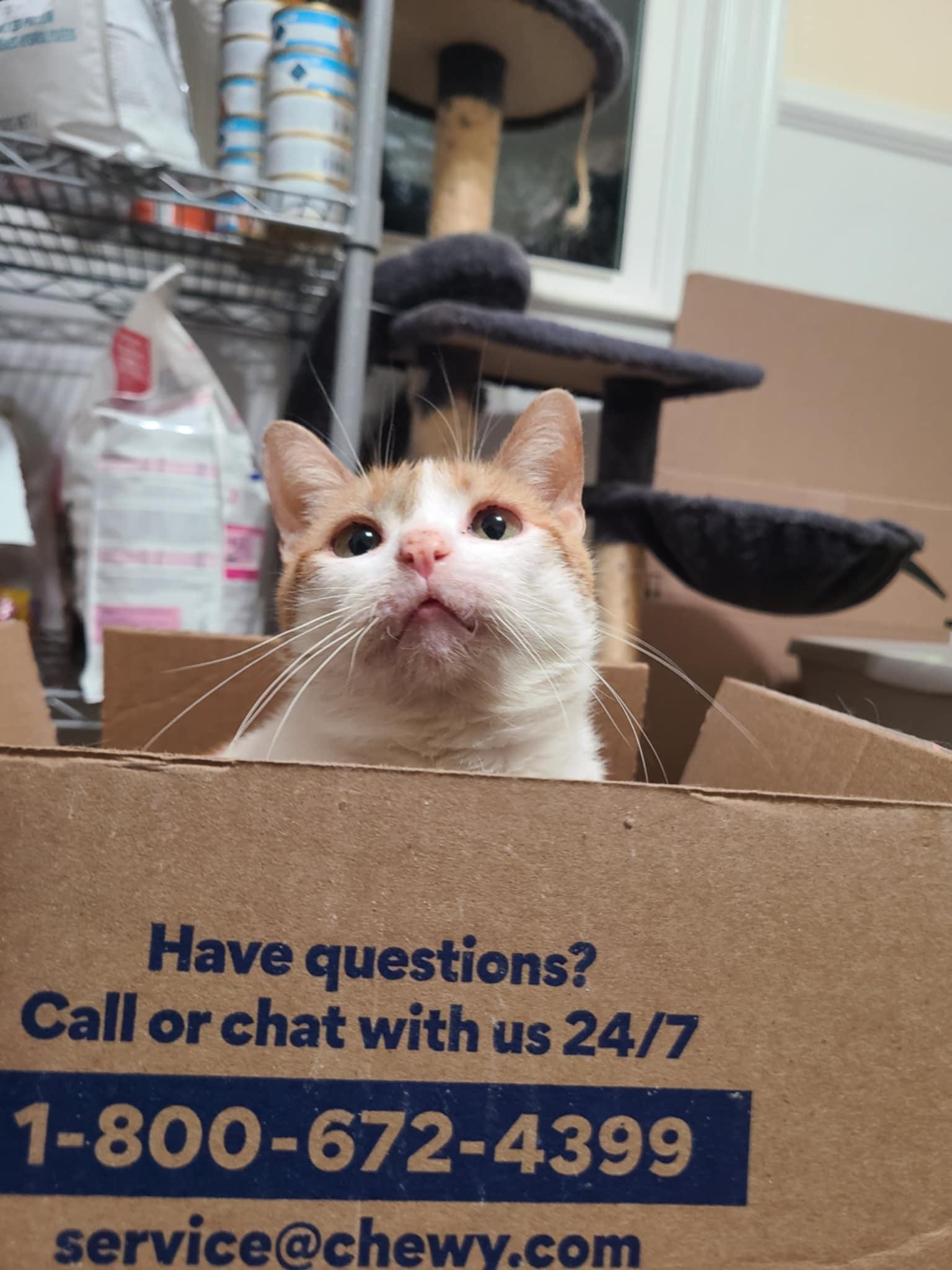 Pineapple, Adoptable, Adult Female Domestic Short Hair.