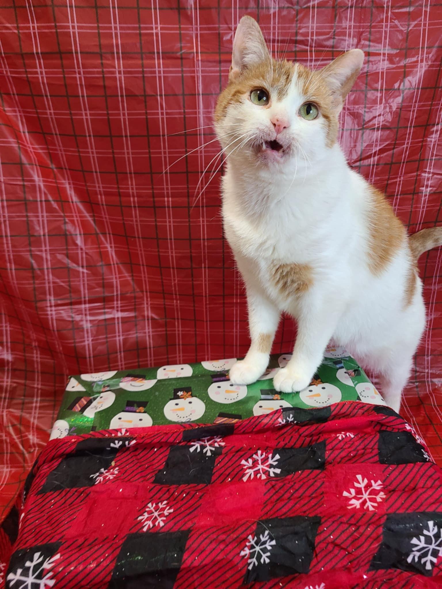 Pineapple, a Adoptable Domestic Short Hair in West Lafayette, IN image 4/5