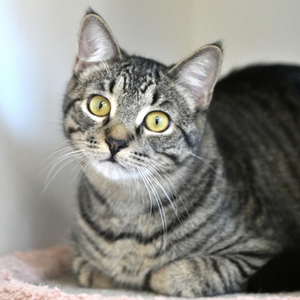 Howard, Adoptable, Young Male Domestic Short Hair.