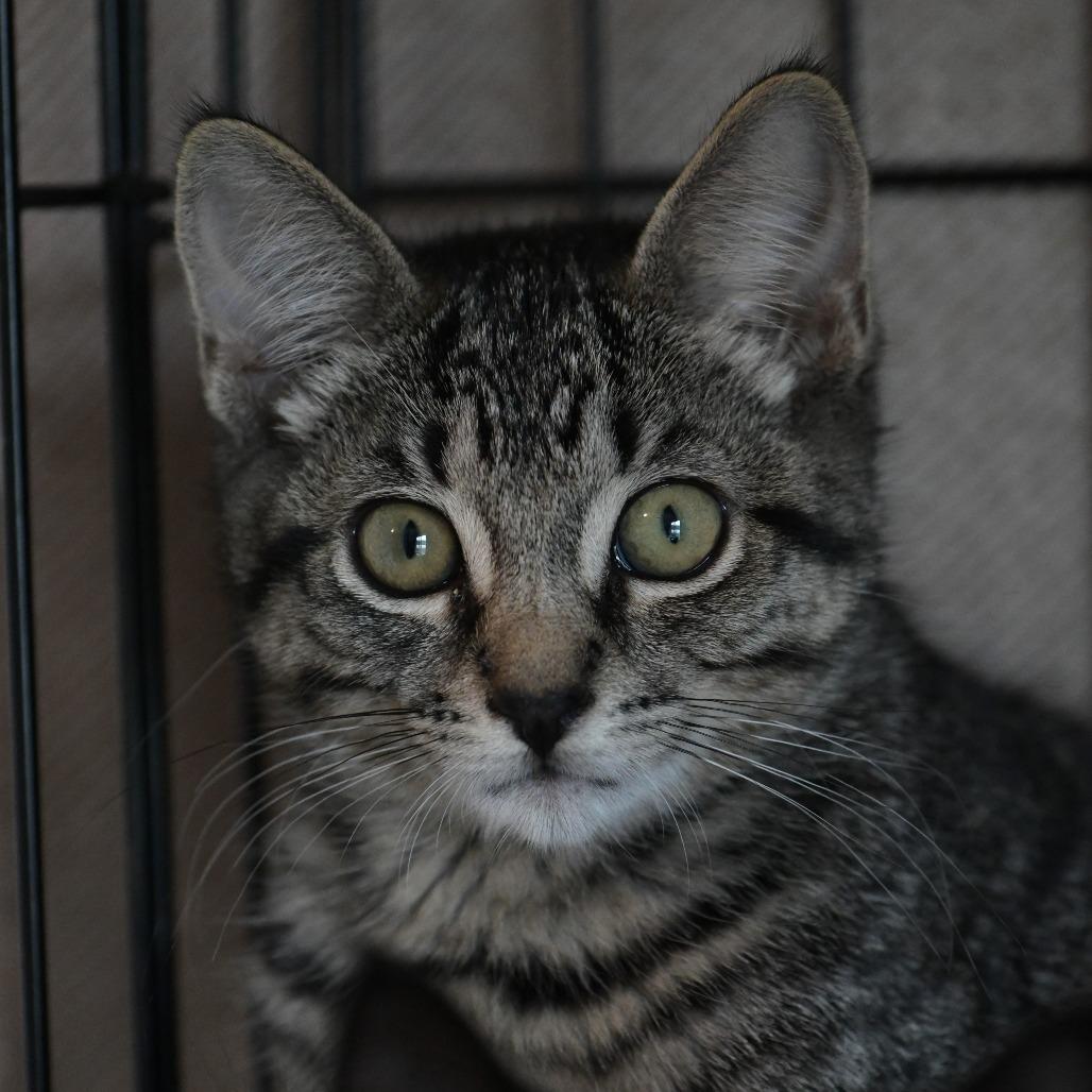 Enlarge Howard, a Adoptable Domestic Short Hair in Chilliwack, BC image 2/4