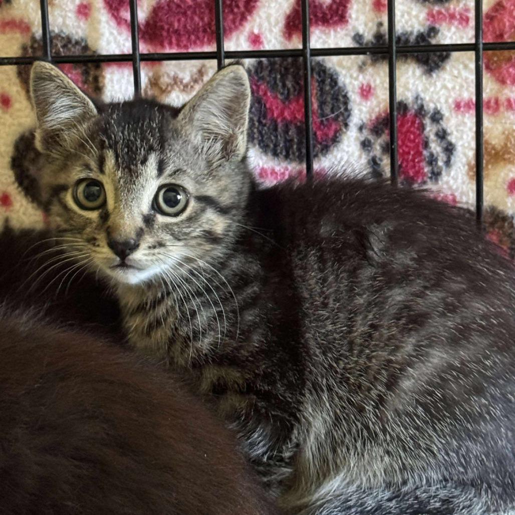 Enlarge Howard, a Adoptable Domestic Short Hair in Chilliwack, BC image 3/4