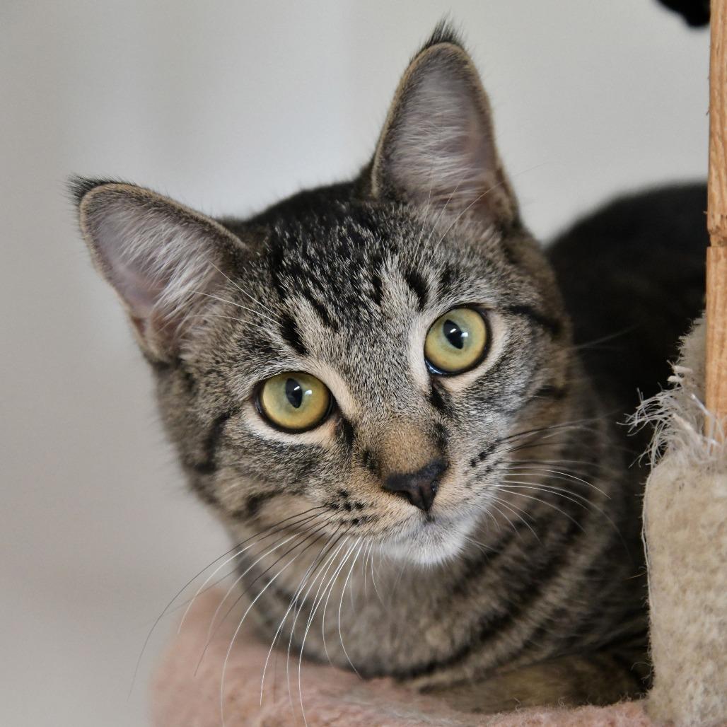 Enlarge Howard, a Adoptable Domestic Short Hair in Chilliwack, BC image 4/4