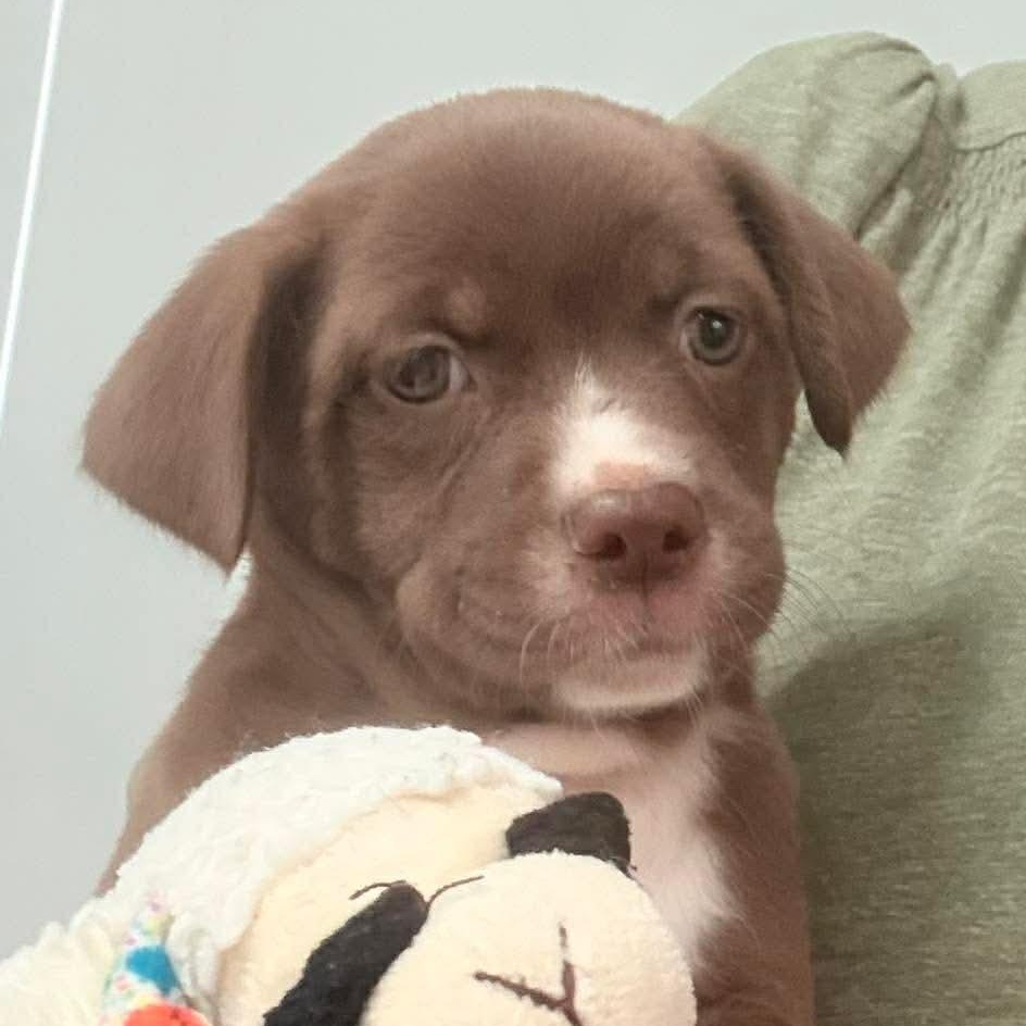 Karlie, a Adoptable mixed breed in Warwick, RI image 2/4