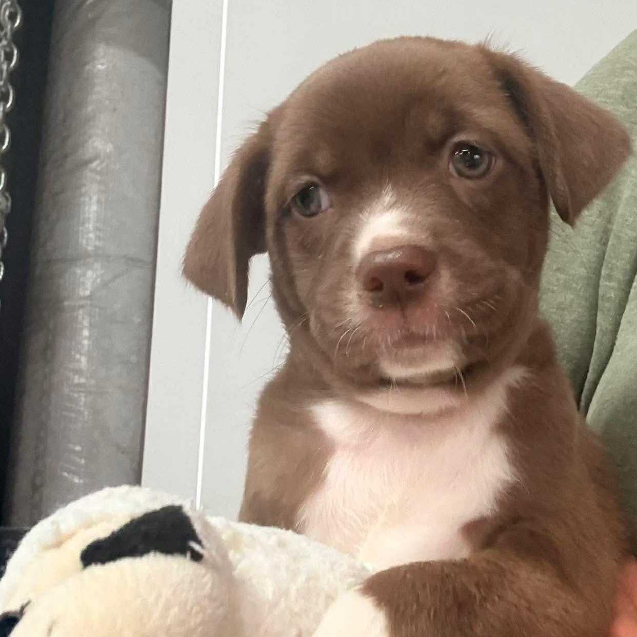 Karlie, Adoptable, Puppy Female Boston Terrier.